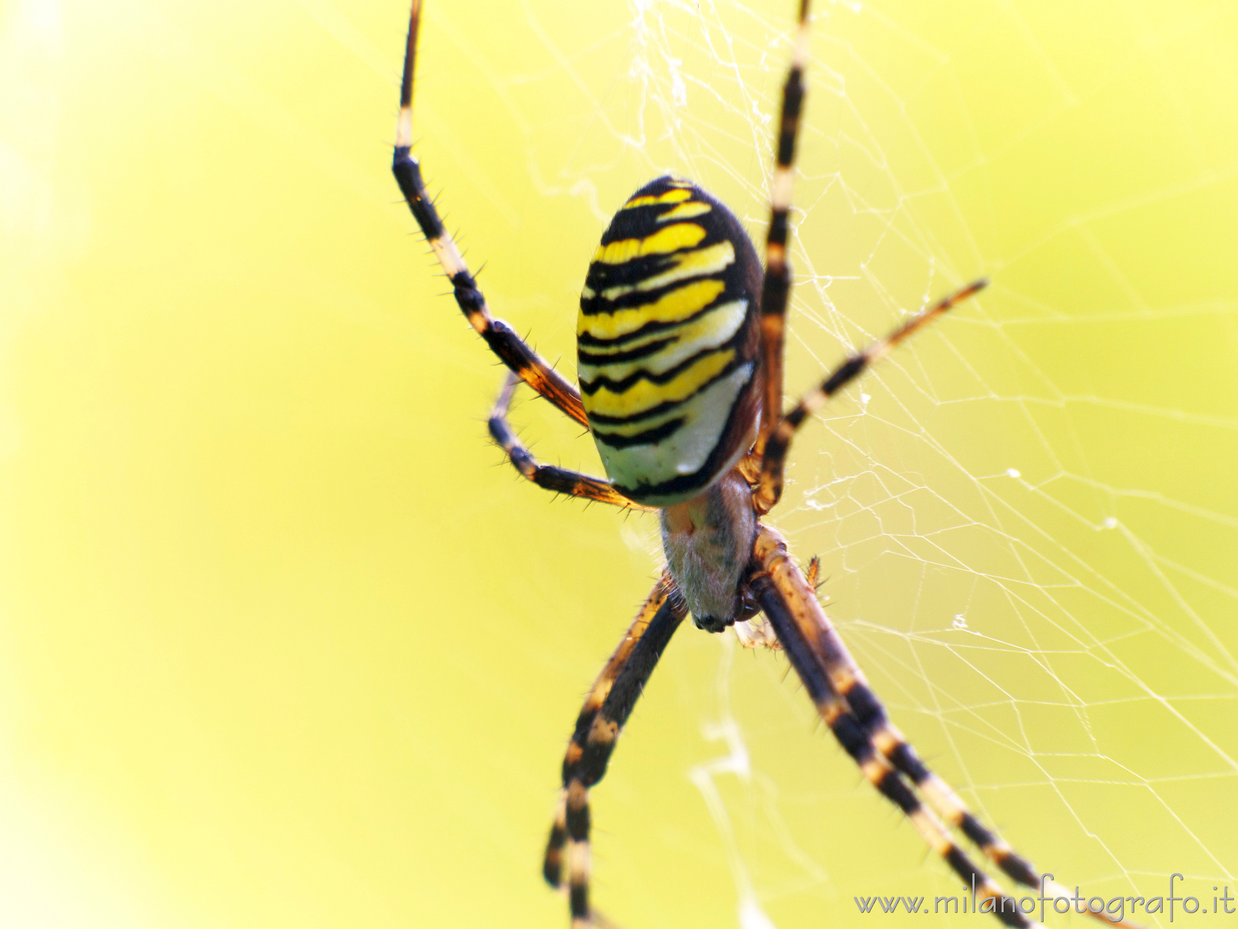 Candelo-Cossato (Biella) - Argiope bruennichi nella baraggia